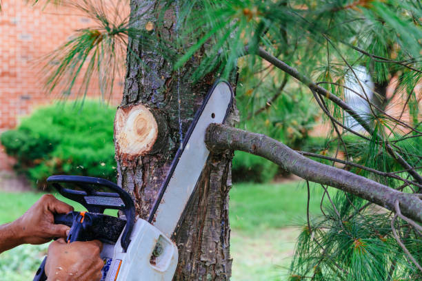 Reliable Lake Mary Jane, FL Tree Care Services Solutions